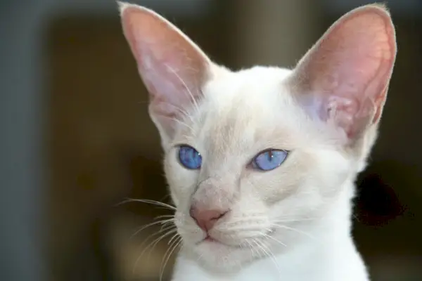 Gato siamés blanco con ojos azules.