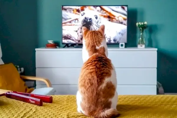 Katt tittar intensivt på TV