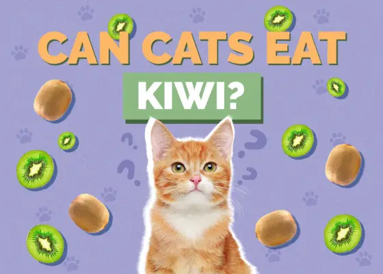 Els gats poden menjar kiwi? Dades nutricionals i preguntes freqüents