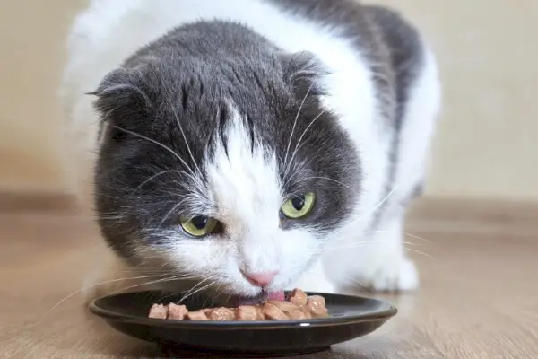 Cómo ablandar una comida seca para gatos: 5 sencillos consejos