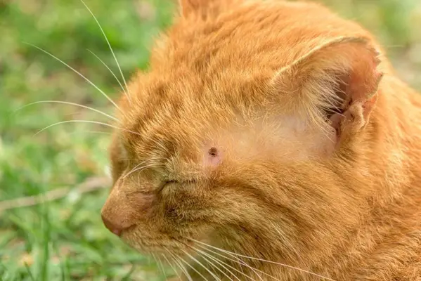 un gato con garrapata en la cabeza