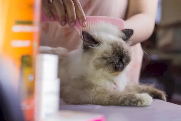 un gato del himalaya beng arreglado