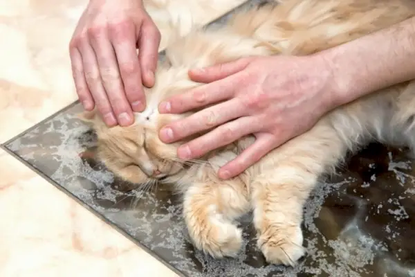 humano quitando garrapatas de un gato