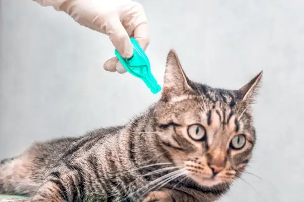 gato siendo tratado contra garrapatas y pulgas