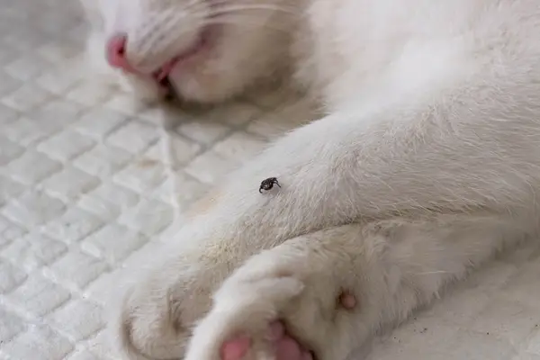 una garrapata en un gato blanco