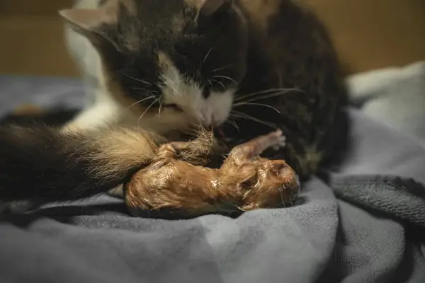 mãe gata deu à luz seu gatinho