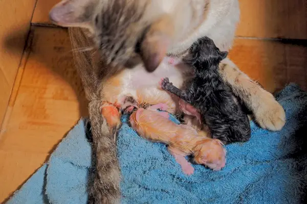 gata alimentando seus gatinhos após o parto