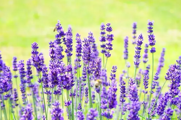 planta de lavanda