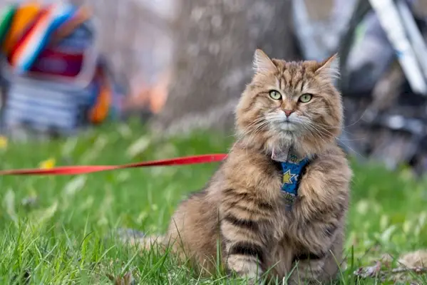 gato con correa en un camping