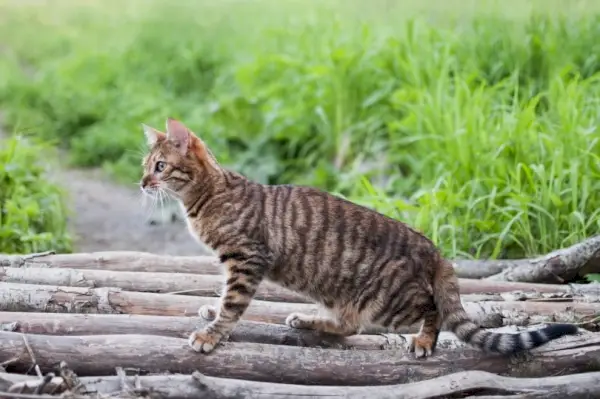 Toyger macska a fán