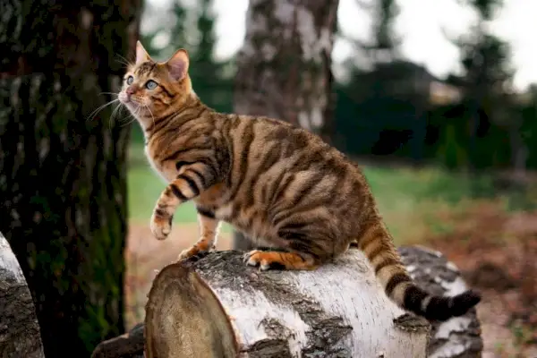 Toyger macska