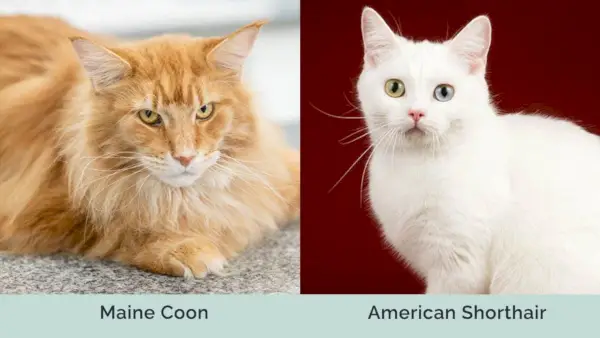 Maine Coon proti Ameriški kratkodlaki