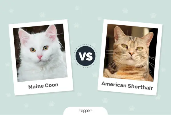 Gatti Maine Coon vs American Shorthair: le differenze (con immagini)