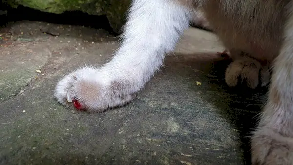 ferida recente em gato sênior