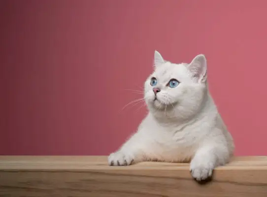 simpatico gatto bianco britannico dallo shorthair appoggiato sul bancone di legno che guarda di lato