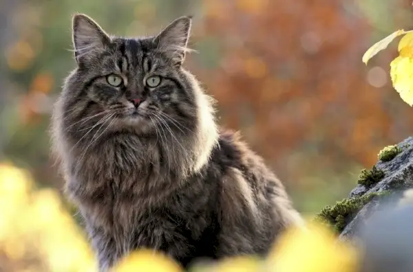 klassisk tabby norsk skogkatt