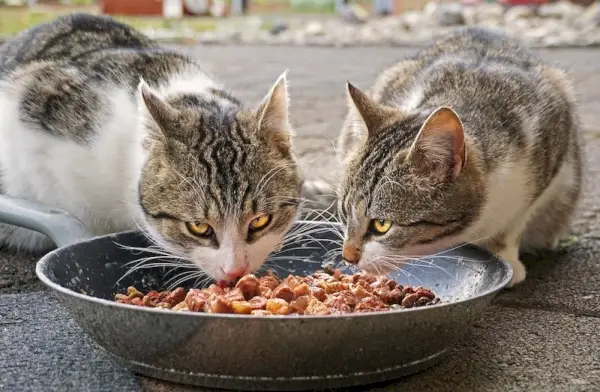 Hausgemachtes Katzenfutter mit Schweinefleisch und Kartoffeln zum Fressen von Katzen