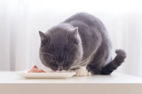 graue Katze, die Fleisch isst