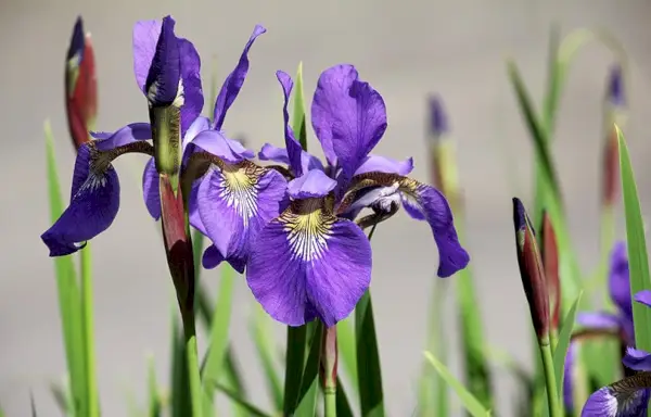 Irisblume aus nächster Nähe