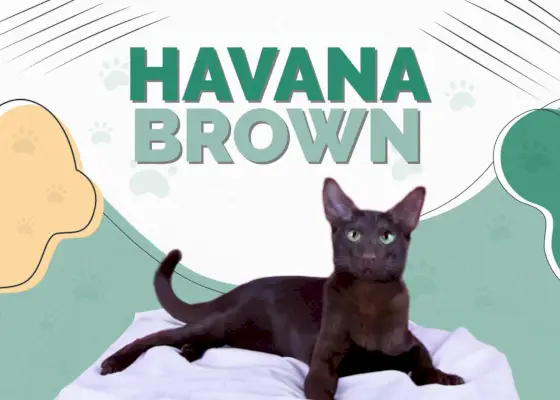 Havana Kahverengi Kedi Cinsi: Bilgi, Resimler, Mizaç ve Özellikler