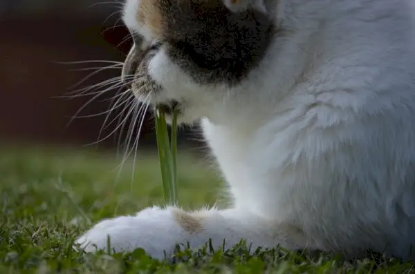 Katze frisst im Sitzen Gras