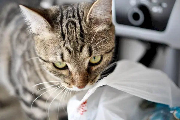 chat léchant en plastique