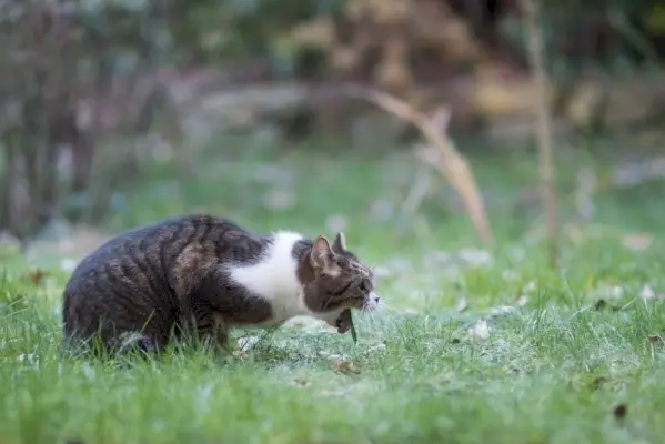 Chat vomissant