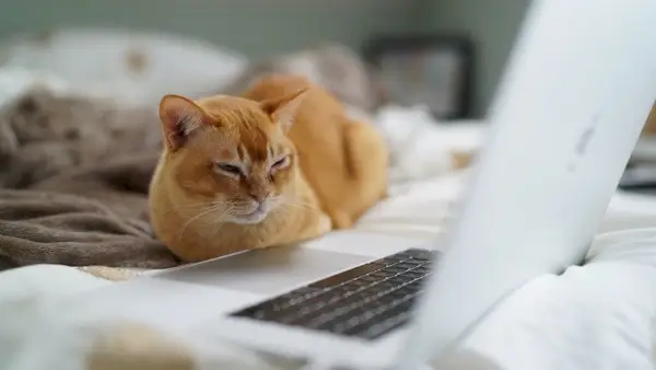 Orangefarbene Katze, die auf den Laptop blinzelt