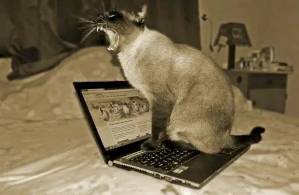 Katze ist vom Facebook-Newsfeed gelangweilt