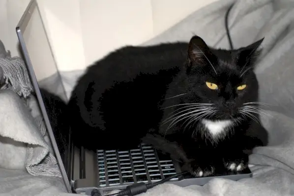 Schwarze Katze auf einem Laptop