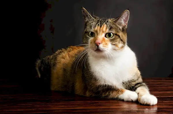 Torbie americano de pelo corto