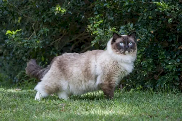 Ragdoll-Katze in einem Park, der zur Seite blickt