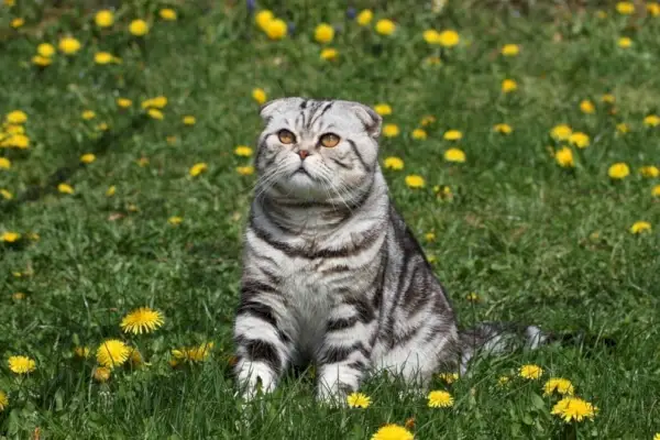 Kurzhaarkatze sitzt im Gras