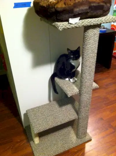 HGTV Cat Condo- HGTV