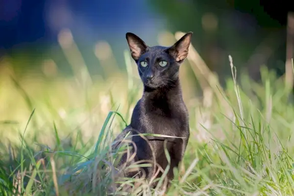 Ebony Oriental lyhytkarvainen ruoho