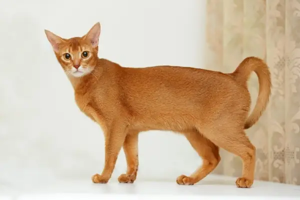 Abessinian kissa seisoo valkoisella pinnalla