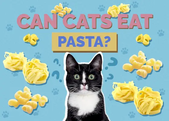 Kan katte spise pasta