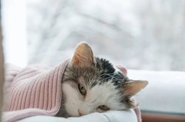 gato enfermo acurrucado en una manta