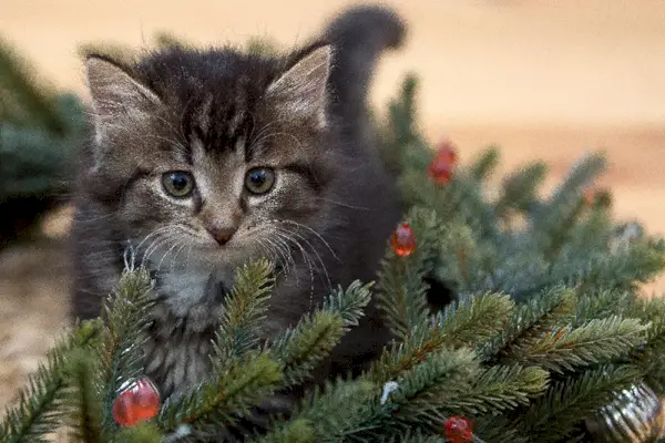 Gato Abeto Navidad Pino