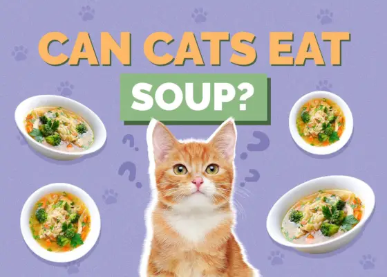 Hepper_Can Cats Eat_Soup