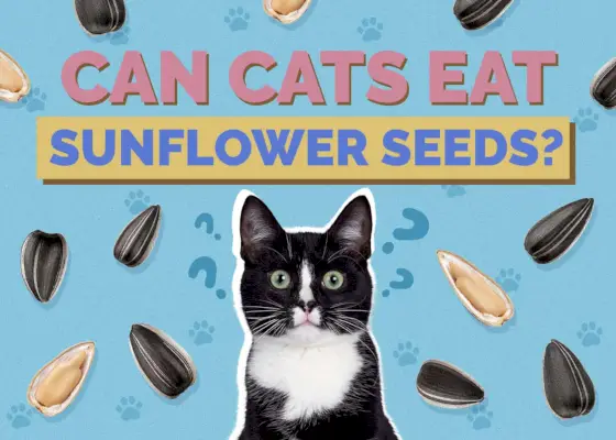 Hepper_Can Cats Eat_Sunflower Seeds