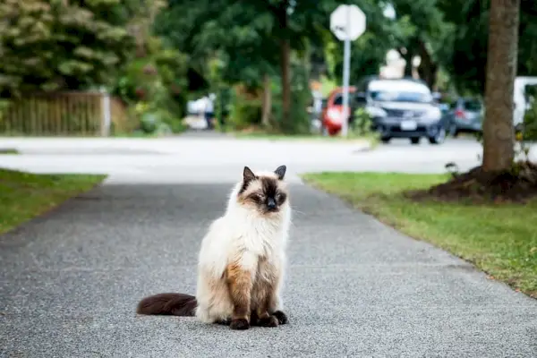 balinesisk katt sitter på sti i parken