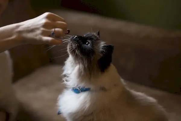 la donna si blocca dando un dolcetto a un gatto