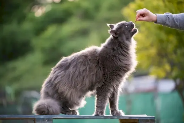 gatto maine coon che mangia una sorpresa