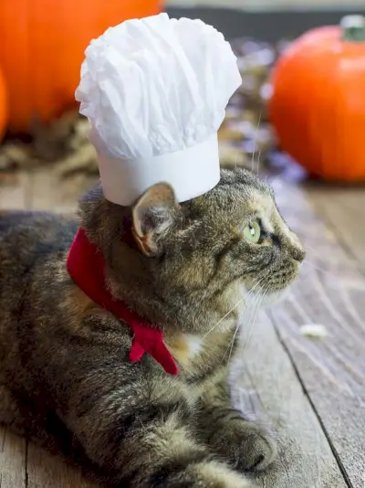 gatito disfrazado de bruja en un caldero halloween