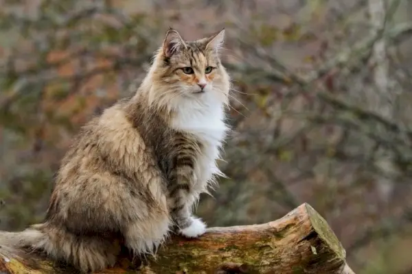 Norwegische Waldkatze sitzt auf einem Baumstamm