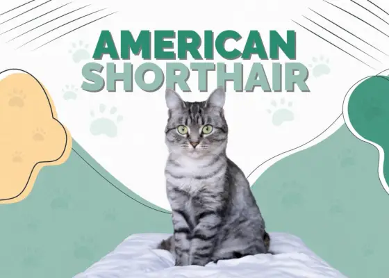 Amerikanische Kurzhaarkatze