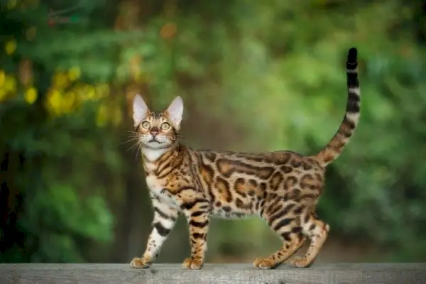 Bengalkatze auf Planke im Freien