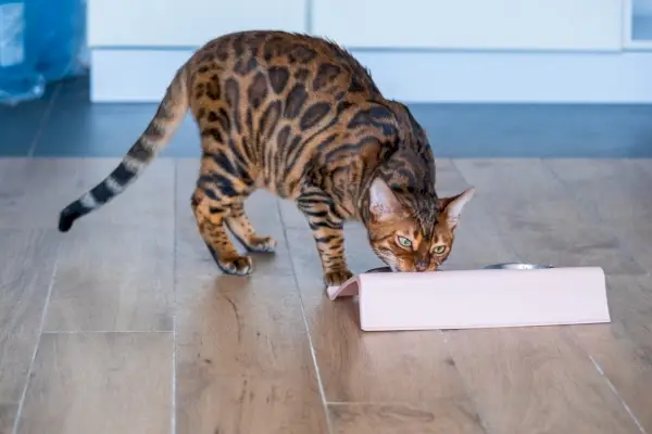 Bengalkatze frisst Futter aus gekipptem Futternapf