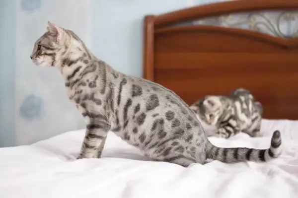 Blau gefleckte Bengalkatze auf dem Bett